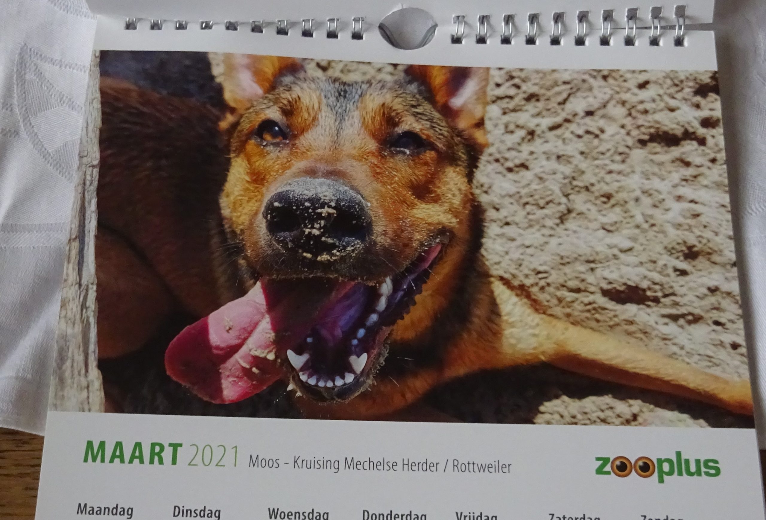Kalender – ZooPlus 2021 – Boekenwurm